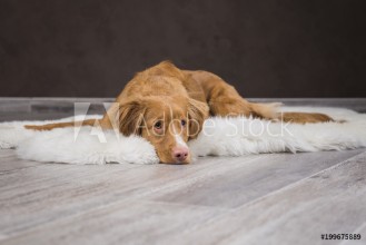 Bild på Nova Scotia duck tolling Retriever in the interior Studio